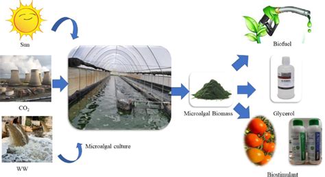 Circular Bioeconomy Approach Based Microalgae For Wastewater Treatment