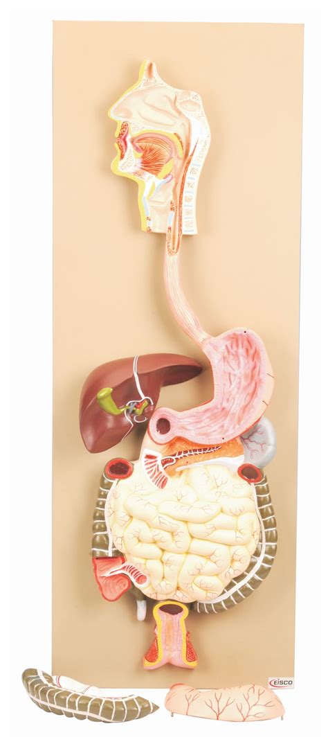 Eisco Model Human Digestive System 3 Parts Human Digestive System 3