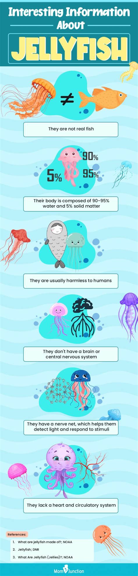 An Info Sheet Showing Different Types Of Jellyfish