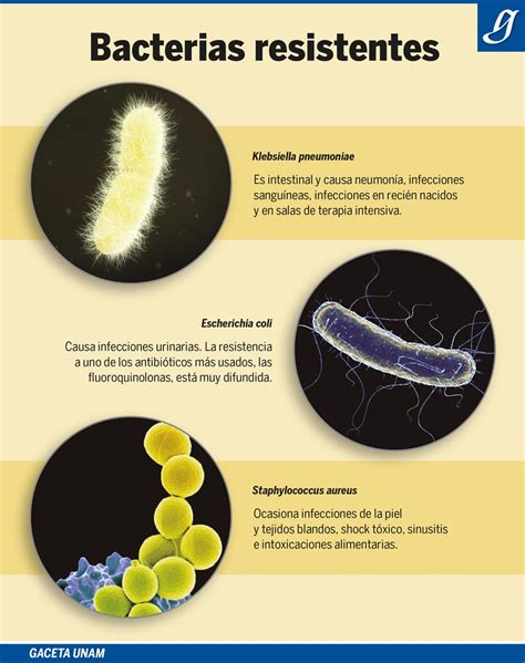 Que Significa Resistencia Bacteriana A Los Antibioticos Bios Pics