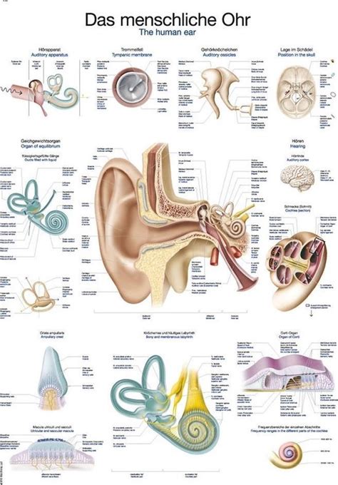 Het Menselijk Lichaam Anatomie Poster Oor En Gehoorgang Duitsengels