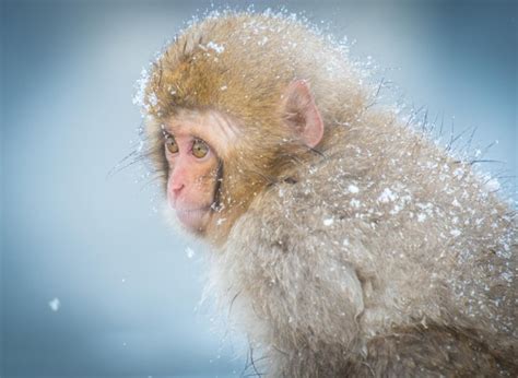 Premium Photo Snow Monkey In A Hot Spring Nagano Japan