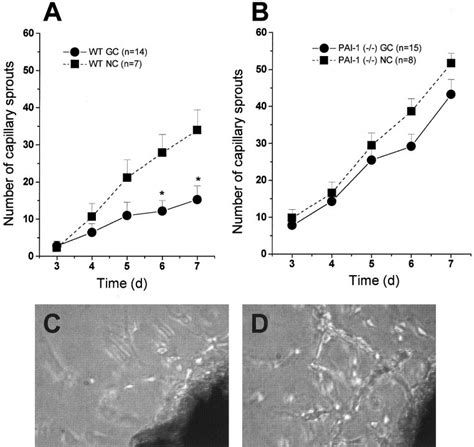 Ex Vivo Capillary Sprouting From Aortic Explants Of Wild Type WT A