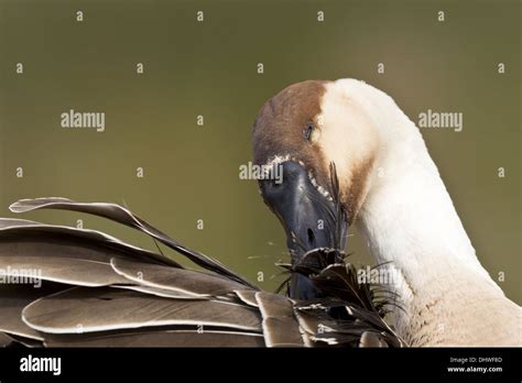 Swan Goose Anser Cygnoides Stock Photo Alamy