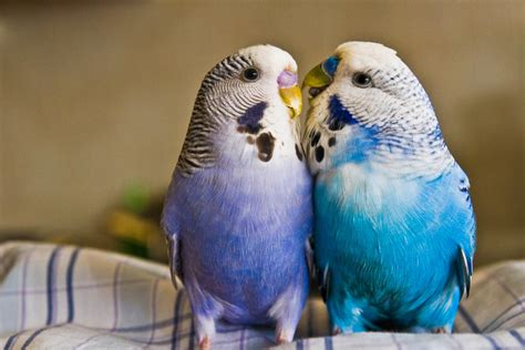 Inspire Information Beautiful Love Birds Wallpapers