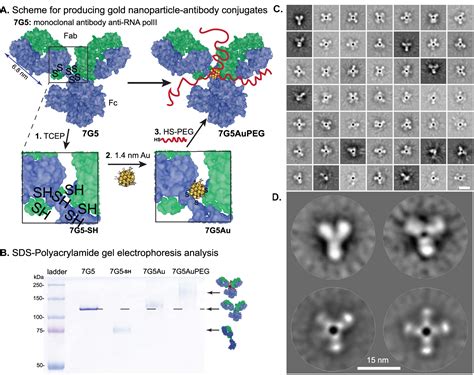 1 4 Nm Gold Nanoparticle Antibody Conjugates For In Situ Gold Immunolabelling After Transduction