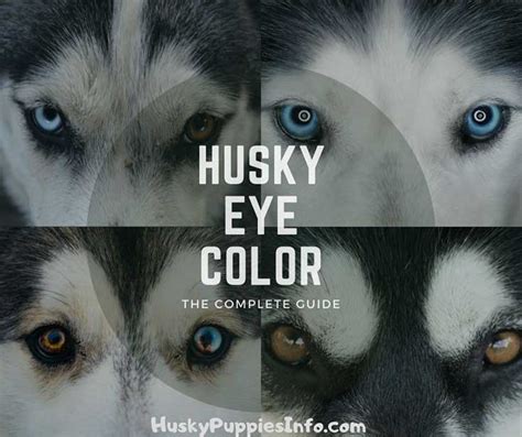 Alaskan Husky Eye Colors