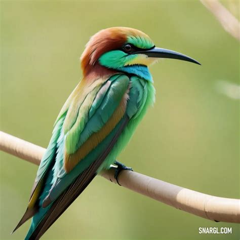 bee eater fascinating facts   bee eater bird