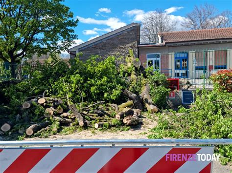 FOTO Albero Crollato Nel Giardino Di Una Scuola Di Nuovo