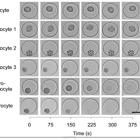 Typical morphological appearance of (a) fresh red blood cells (RBCs ...