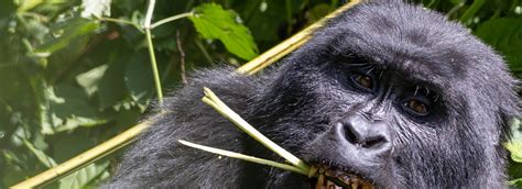 3 Days Uganda Gorilla Trekking Safari From Kigali Gorilla Tours