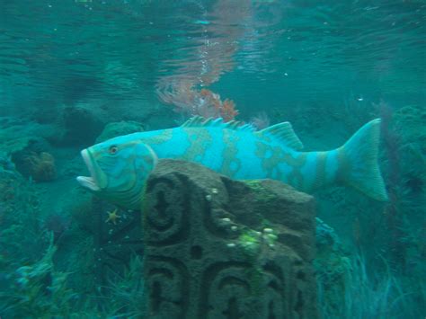 The Grouper Or Giant Sea Bass Disneyland With Karen And D Flickr