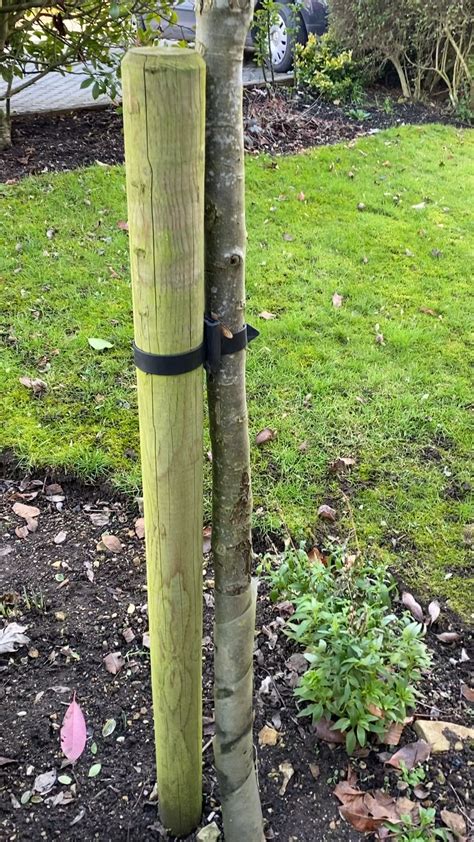 Tree Staking Right Or Wrong Rgardening