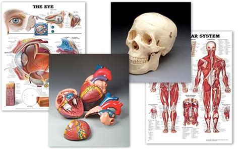 Anatomical Body Diagram Charts for Sale | Medshop New Zealand