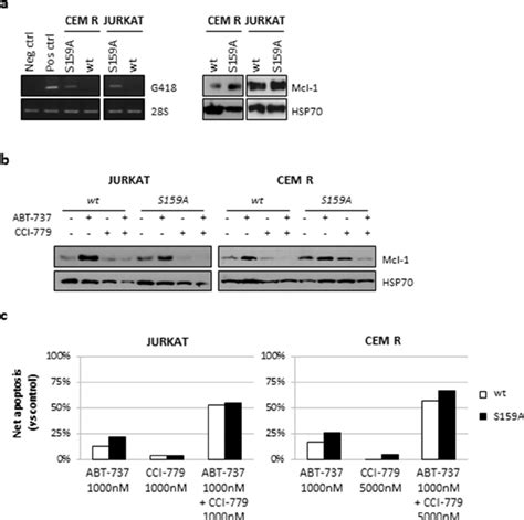 Mcl 1 Downregulation Is Not Dependent On Proteasomal Activity JURKAT