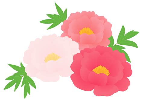 ボタン・シャクヤク（牡丹・芍薬）の花～無料のフリーイラスト素材集