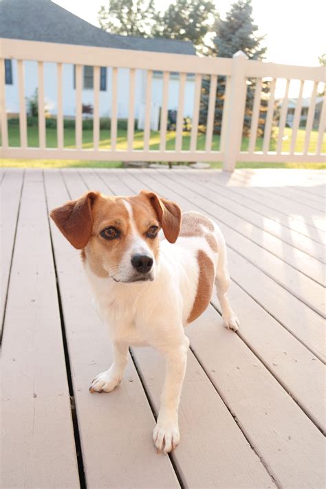 Beagle Jack Russell Mix Jack Russell Mix Jack Russell Beagle