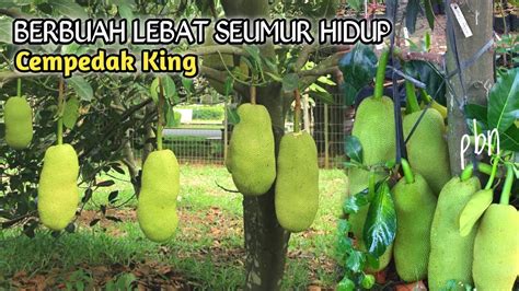 Rahasia Menanam Cempedak King Dari Biji Cepat Berbuah Dan Pendek Youtube