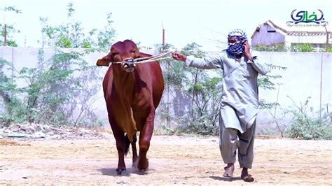 Bukhari Cattle Dairy Farm YouTube