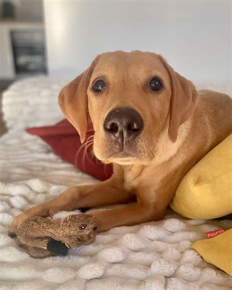 Who Are You Calling Big Nose Rlabrador