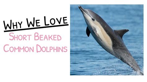 We Love Short Beaked Common Dolphins And So Should You Youtube