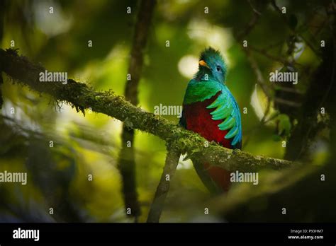 Resplendent Quetzal Pharomachrus Mocinno In The Cloud Forest Of La