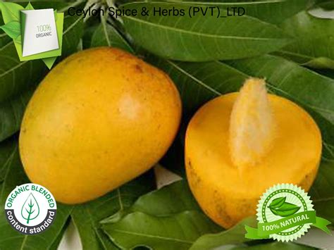 Alphonso Mango Seeds 24 Seeds Per Pack Rare King Of Etsy