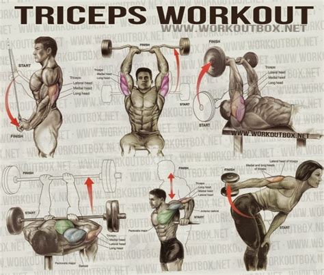 The Best Triceps Exercises For Mass ~ Multiple Fitness