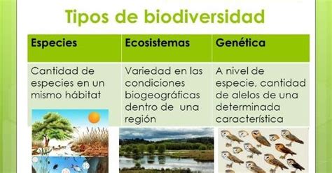 Biodiversidad Significado Tipos Y Como Preservarla Images