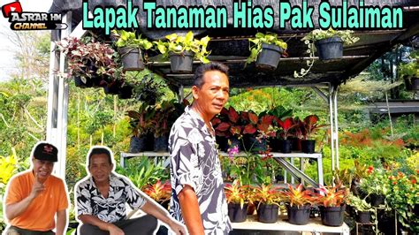 Review Lapak Tanaman Hias Pak Sulaiman Cek Harga Banjarsari Kota