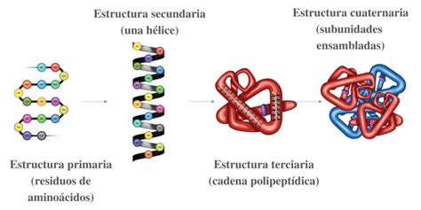 Proteínas definición funciones tipos y características 2022