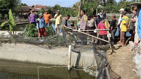 Warga Tulungagung Ditemukan Tewas Di Kolam Ikan Diduga Tersengat Listrik