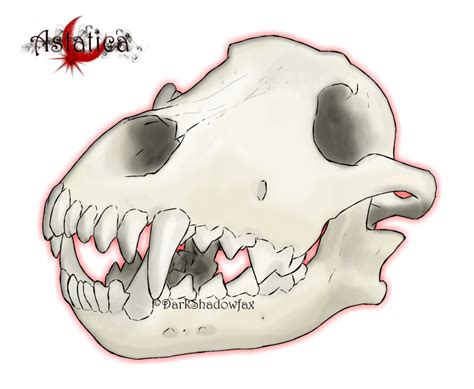 Snout Jaw Mouth Skull Cartoon Wolf Skull Png Download 1024841