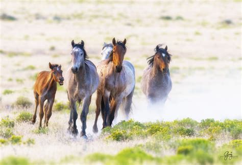 Wild Horse Photography – July 27 Onaqui Herd | Photography of Wild Horses - Onaqui Herd