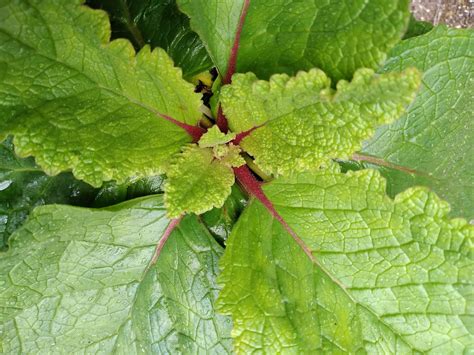 Verbascum Rosetta Perennial Garden Plants