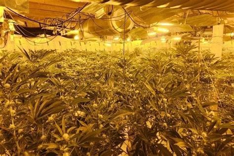 Watch The Moment Officers Raided £150000 Cannabis Farm Found Inside Doncaster Industrial Unit