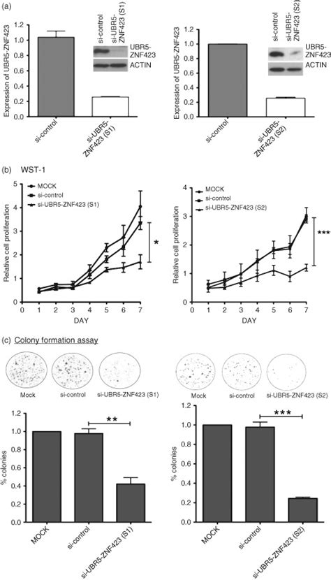 Knock Down Of Ubr Znf Inhibits Cell Proliferation And Colony