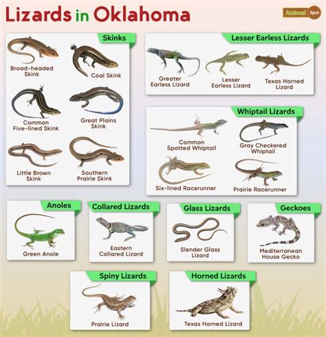 List Of Lizards Found In Oklahoma Facts With Pictures