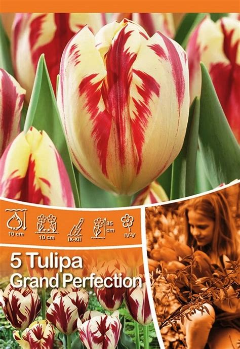 Tulipan Odm Grand Perfection Tulipa Sp Kupuj W OBI