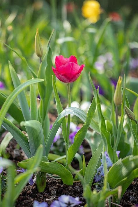 Tulipa Pink Bild Kaufen 14064031 Gartenbildagentur Friedrich Strauss