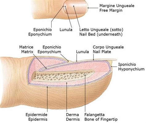 Anatomia Dellunghia Struttura E Funzioni Nails Secrets