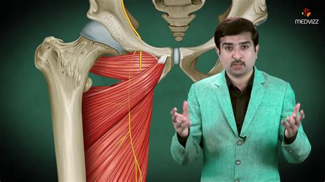 Obturator Nerve Anatomy