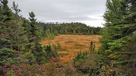 Top of Twillingate Hilke. - Hiking Newfoundland