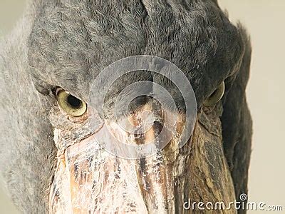 Shoebill Bird Face Detail Royalty Free Stock Images - Image: 18712579