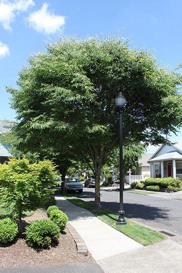 Zelkova, Green Vase - Glover Nursery