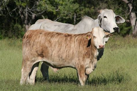 Show Cows Tiger Striped Cattle For Sale Ranch Classifieds Cattle