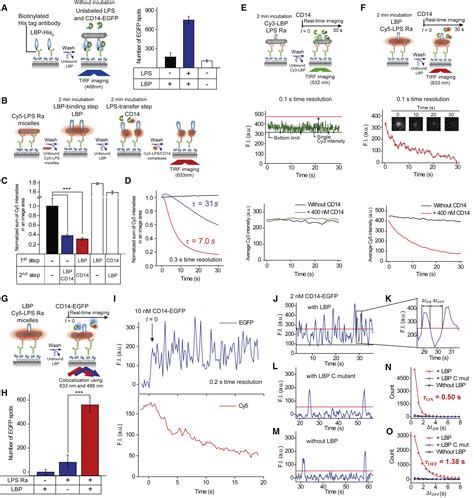 Reconstruction Of LPS Transfer Cascade Reveals Structural Determinants