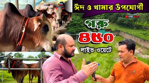 খামার উপযোগী শাহীওয়াল ও ঈদ ২০২৪ এর জন্য গরু মাত্র ৪৫০ টাকা লাইভ ওয়েটে