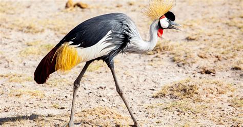 11 of the most fascinating animals and wildlife in Africa