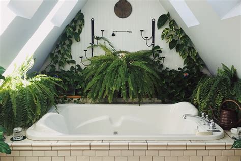 Plants That Thrive In The Bathroom The Houseplant Urban Jungle Blog